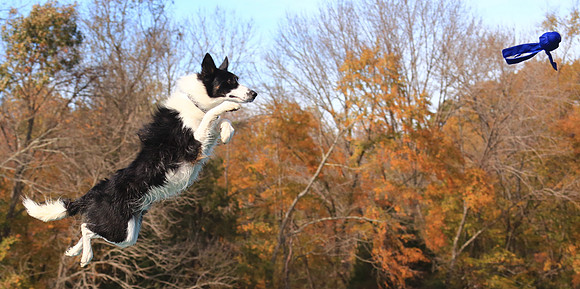 2013 Nov 9 - Rural Hill Sheep Dog Trials