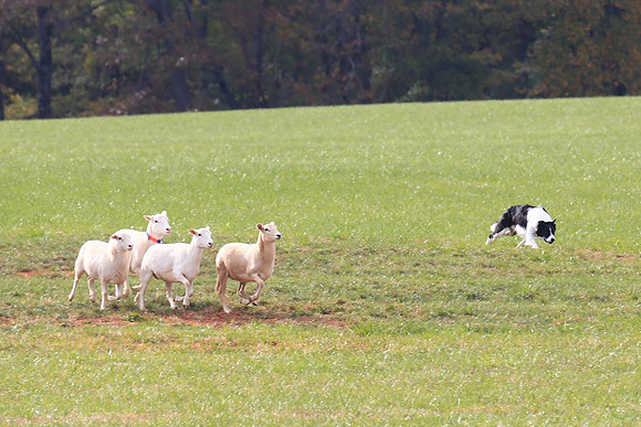 2013 Nov 9 - Rural Hill Sheep Dog Trials