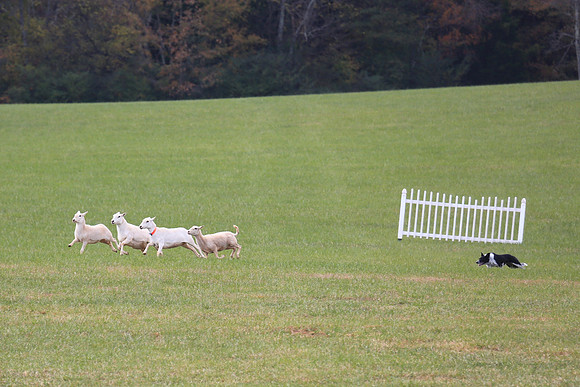 2013 Nov 9 - Rural Hill Sheep Dog Trials