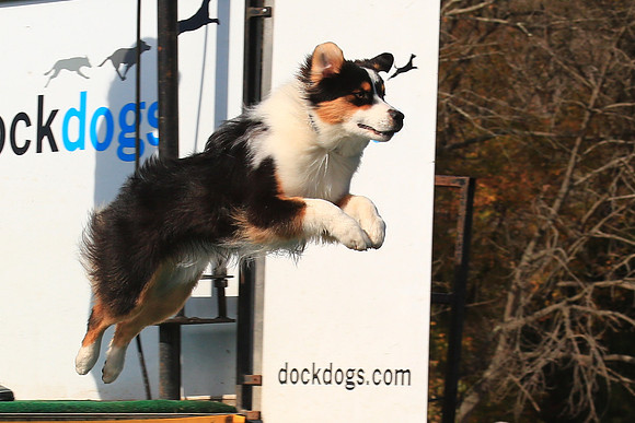 2013 Nov 9 - Rural Hill Sheep Dog Trials