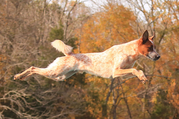 2013 Nov 9 - Rural Hill Sheep Dog Trials