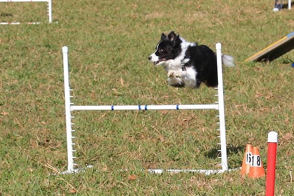 2013 Nov 9 - Rural Hill Sheep Dog Trials