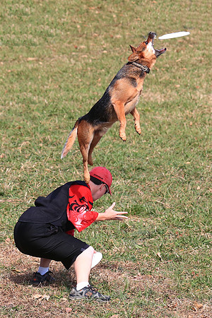 2013 Nov 9 - Rural Hill Sheep Dog Trials