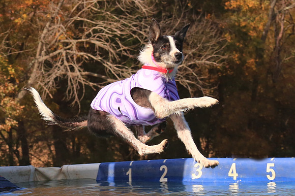 2013 Nov 9 - Rural Hill Sheep Dog Trials