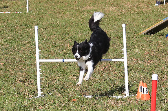 2013 Nov 9 - Rural Hill Sheep Dog Trials