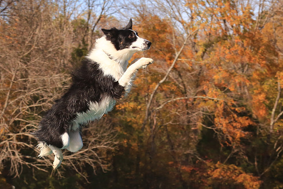 2013 Nov 9 - Rural Hill Sheep Dog Trials