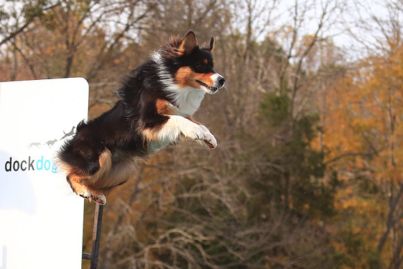 2013 Nov 9 - Rural Hill Sheep Dog Trials