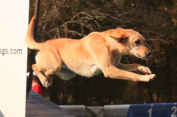 2013 Nov 9 - Rural Hill Sheep Dog Trials
