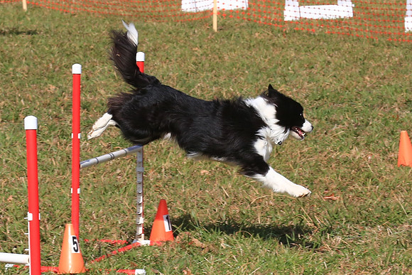 2013 Nov 9 - Rural Hill Sheep Dog Trials