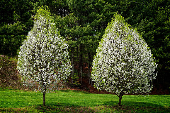 Blue Ridge Spring