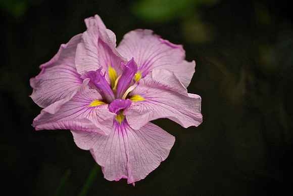 UNC Charlotte Botanical Garden