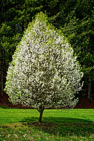 Blue Ridge Spring