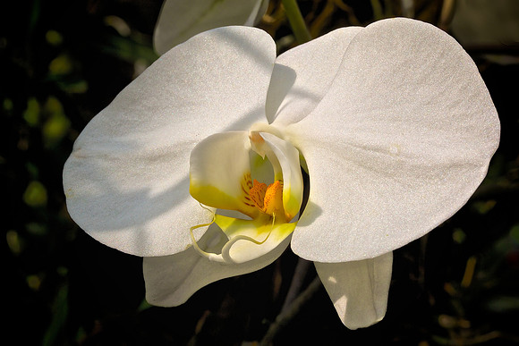 UNC Charlotte Botanical Garden
