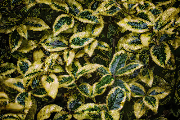 UNC Charlotte Botanical Garden
