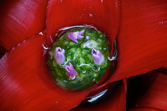 UNC Charlotte Botanical Garden