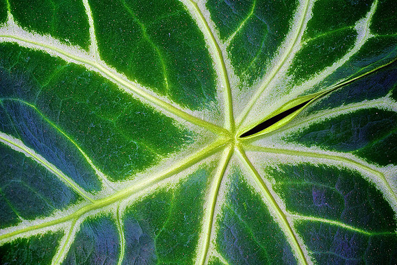 UNC Charlotte Botanical Garden