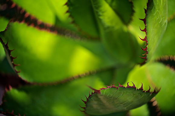 UNC Charlotte Botanical Garden