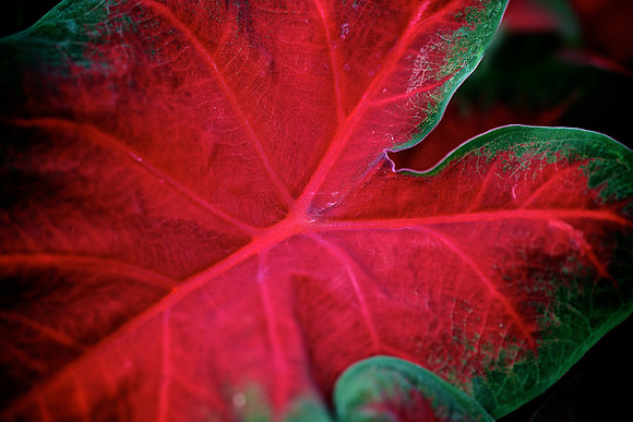 UNC Charlotte Botanical Garden
