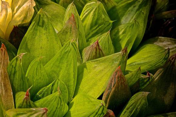 UNC Charlotte Botanical Garden