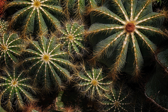UNC Charlotte Botanical Garden