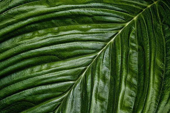 UNC Charlotte Botanical Garden