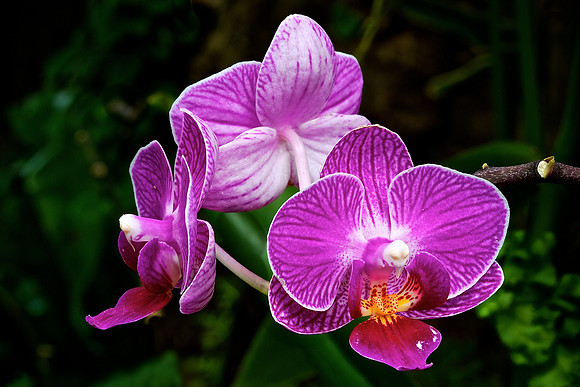UNC Charlotte Botanical Garden