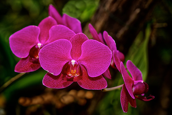 UNC Charlotte Botanical Garden