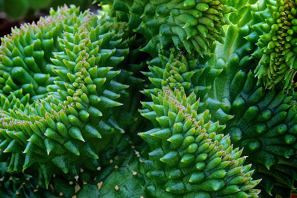 UNC Charlotte Botanical Garden