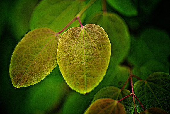 UNC Charlotte Botanical Garden
