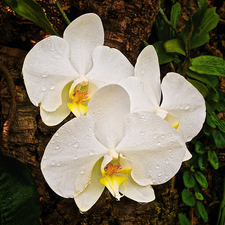 UNC Charlotte Botanical Garden