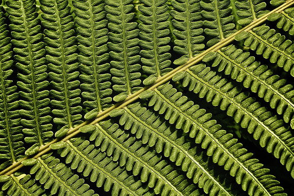 UNC Charlotte Botanical Garden