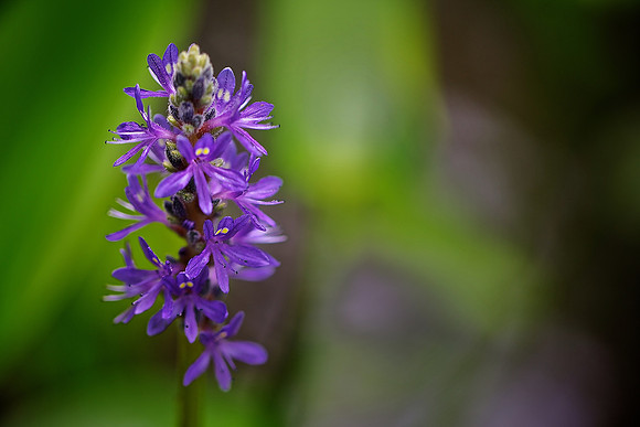 UNC Charlotte Botanical Garden