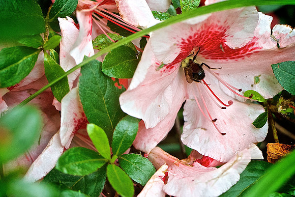 UNC Charlotte Botanical Garden