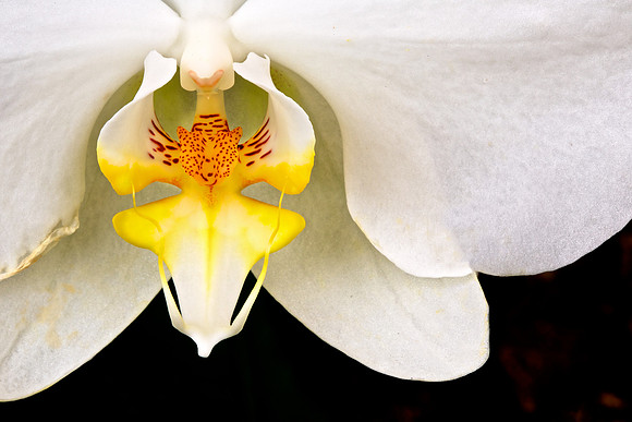 UNC Charlotte Botanical Garden