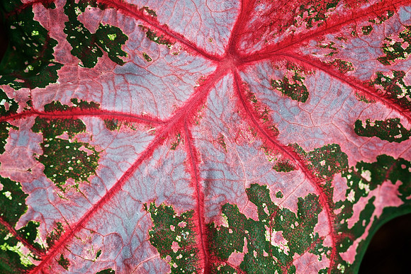 UNC Charlotte Botanical Garden