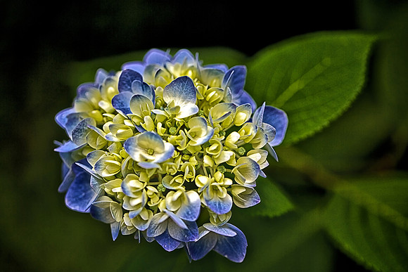 UNC Charlotte Botanical Garden