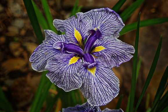 UNC Charlotte Botanical Garden