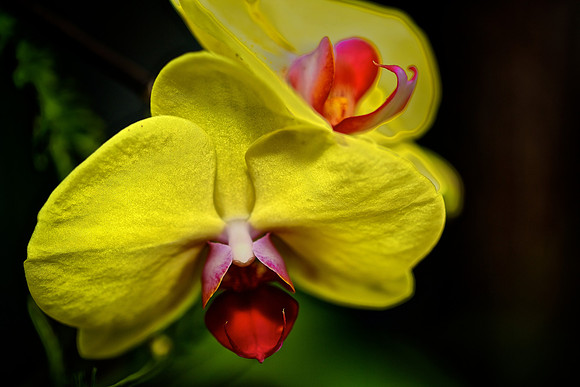 UNC Charlotte Botanical Garden