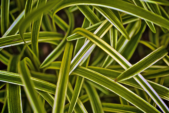 UNC Charlotte Botanical Garden