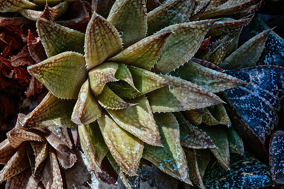UNC Charlotte Botanical Garden