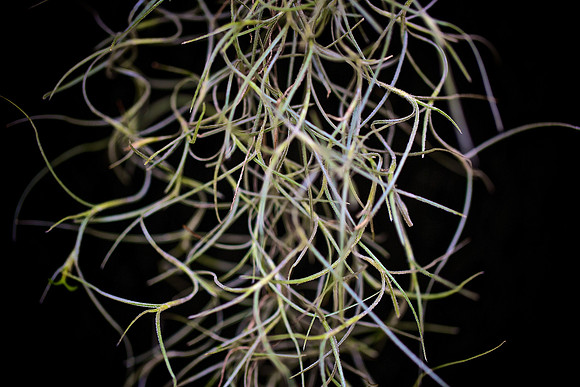 UNC Charlotte Botanical Garden