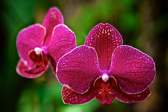 UNC Charlotte Botanical Garden