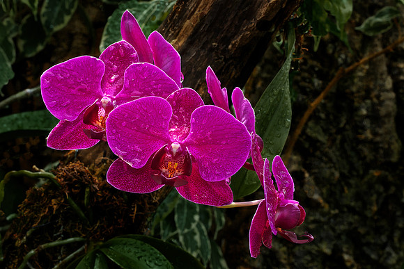 UNC Charlotte Botanical Garden