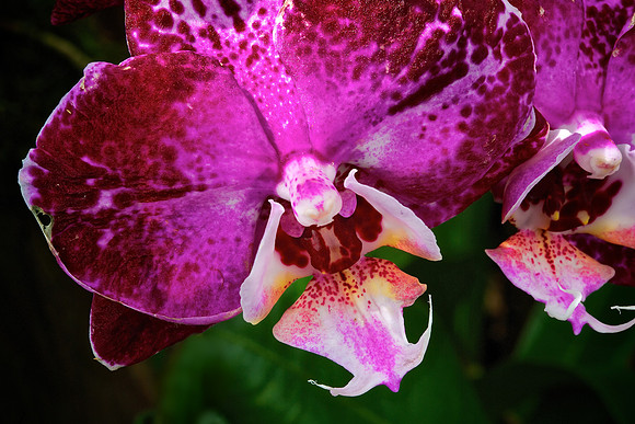 UNC Charlotte Botanical Garden