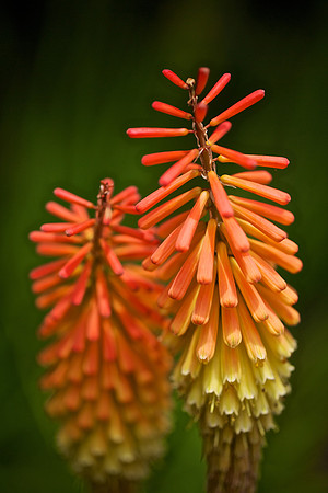 UNC Charlotte Botanical Garden