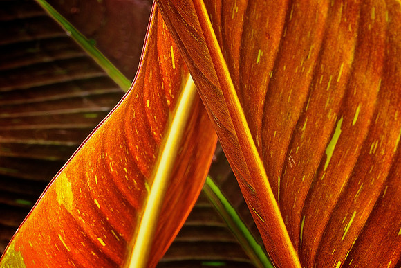 UNC Charlotte Botanical Garden