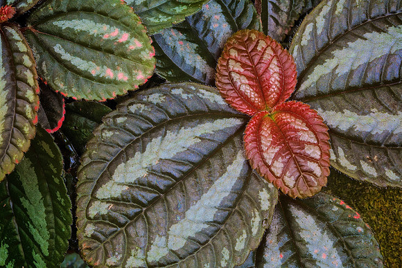 UNC Charlotte Botanical Garden