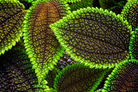 UNC Charlotte Botanical Garden