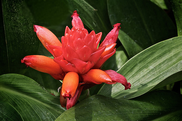 UNC Charlotte Botanical Garden