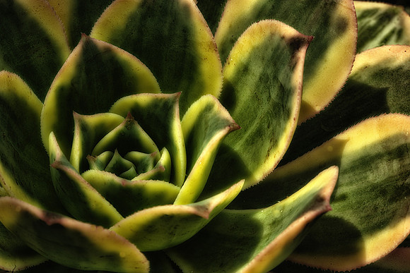 UNC Charlotte Botanical Garden